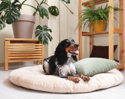 Miejsce dla psa w domu – jak stworzyć miejsce idealne dla pupila, a przy tym pasujące do wnętrza?